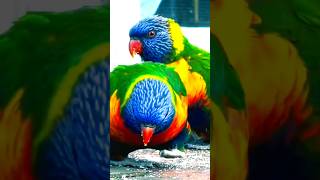 Rainbow Lorikeet Parrot pecking and eating grains shorts nature birds [upl. by Noryak]