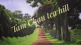 Tam Chau tea hill  Đồi Chè Tâm Châu  Bảo Lộc  Lâm Đồng  2020 [upl. by Saberio]