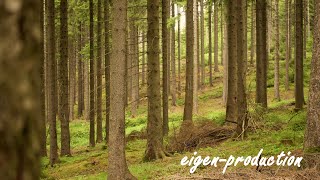 Im Erzgebirge  Impressionen aus dem Wald am Rabenberg beim Trailcenter Rabenberg [upl. by Eldnek]