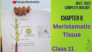 Ch6  Tissue  Meristematic Tissues Apical Intercalary amp Lateral Class 11 BiologyNEET  shorts [upl. by Eemiaj]