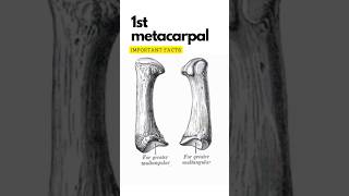 First metacarpal bone important points First carpometacarpal joint shorts 1stmetacarpal [upl. by Thielen]