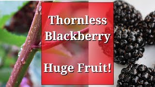 Thornless Blackberry Huge Fruit amp how to prune brambles [upl. by Abra370]