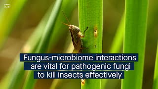 Pathogenic fungi interact with the host microbiome as an effective biopesticide [upl. by Obau]