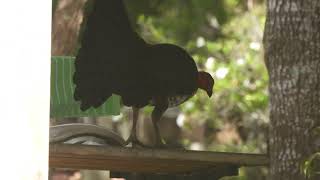 Brush Turkey vandalizing an unoccupied picnic [upl. by Gignac672]