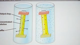 Aherns Biochemistry 6  Protein Purification [upl. by Francesca]