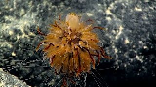 Dandelion siphonophore near Rose Atoll American Samoa [upl. by Eniawed884]