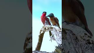 Southern carmine beeeater in Kruger National Park South Africa [upl. by Arondell]