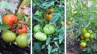 Top 3 Beefsteak Tomatoes You NEED to Grow [upl. by Chura]