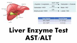 Liver Function Tests AST amp ALT  Biochemistry amp Clinical Significance [upl. by Norrej521]