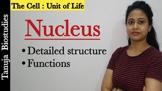 Cell  The Unit of Life  Endomembrane System  Nucleus  Nucleolus  Class 11 BiologyNEETAIIMS [upl. by Ahsenroc]