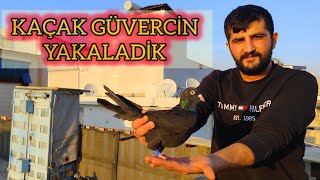 SİYAH KAÇAK GÜVERCİN YAKALADIK  BALIKÇI SEDAT amp SARİ BAHATTİN AFFETMEZ [upl. by Robinett537]