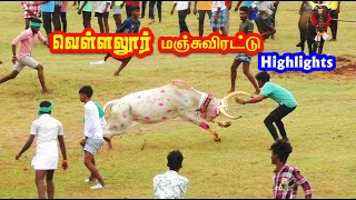 வெள்ளலூர் மஞ்சுவிரட்டு வீடியோ 2024  Vellalur Manjuvirattu Videos Tamizhan Trending [upl. by Aicatsue]