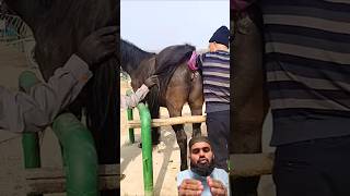 Taking something bad from this horse to help him Ep4Greenscreen [upl. by Nirek]