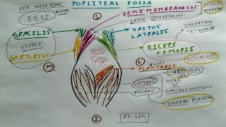 Popliteal fossa  1  TCML [upl. by Nameloc775]