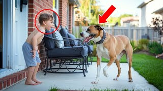 BOY OPENS THE GATE FOR A STRAY DOG – WHAT HE DOES LEAVES EVERYONE IN SHOCK [upl. by Ardnuahc]