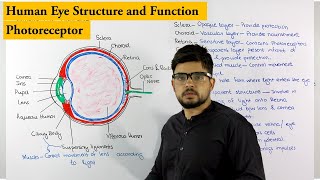 Structure of Human Eye  Photoreceptor  Biology lecture [upl. by Ahsikar]