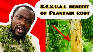 Top s£xual benefits of plantainbanana root you dont know [upl. by Yessydo]