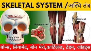 skeletal systemअस्थि तंत्र bones ligaments cartilage tendon joints in hindi bones [upl. by Joella]