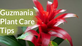 Repotting and Care of Guzmania Bromeliads  Vase Plant ☺️vase Guzmania plants caretips garden [upl. by Kroy51]