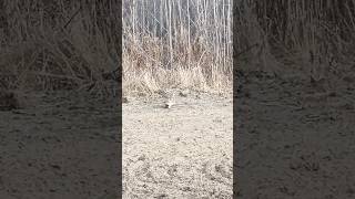 Sharp tailed grouse in the field hunting birds grouse [upl. by Burkle]