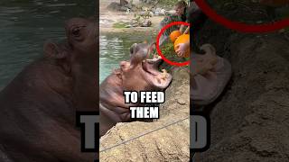 These Hippos Ate WHAT 😱 [upl. by Tnayrb]