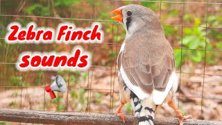 zebra finch sounds  Zebra Finch bird singing sounds in the forest 1 hour Zebra Finch Birds [upl. by Naillil]