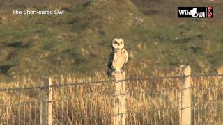 An Introduction to the Shorteared Owl Asio flammeus  by Wild Owl [upl. by Alburga]