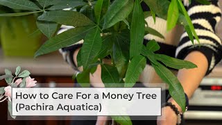 How to care for a money tree pachira aquatica [upl. by Darice]