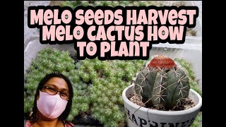 Melo cactus seeds harvest and how to plant them [upl. by Okomot]