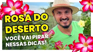 Não compre ROSA DO DESERTO sem assistir esse vídeo [upl. by Rebna]