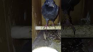 feeding baby Pigeon at night Birds Pigeon kabutar kabootar [upl. by Hairom]