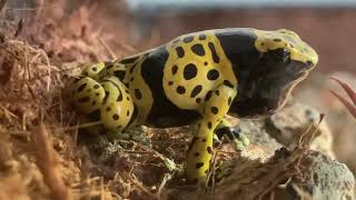 dendrobates leucomelas calling [upl. by Ehtnax]