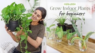 Grow with Me  Indoor Plants from Cuttings  Ep 4 [upl. by Greyso]