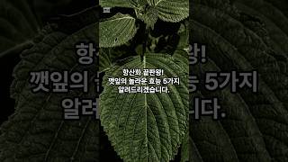 항산화 끝판왕 깻잎의 놀라운 효능 5가지 깻잎효능 건강식품 건강채널 건강상식 지식을쌓는채널 [upl. by Noirb]