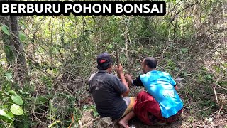 SELAMA INI KITA RAHASIAKAN  surganya pohon bonsai di alam liar [upl. by Inava877]