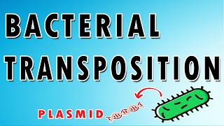 Bacterial Transposition [upl. by Fesuoy]