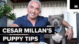 Cesar Millans puppy tips [upl. by Elva349]