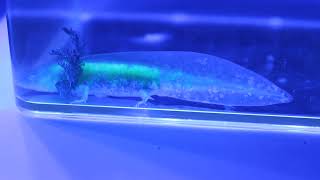 Very Rare Golden  GFP Golden Albino Split Mosaic Axolotl under Blue Light [upl. by Arreik632]