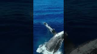 Wonderful views of whales jumping out of the water [upl. by Christiansen]