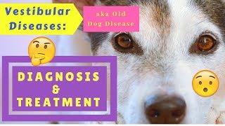 Vestibular Diseases Old Dog Disease Diagnosis and Treatment [upl. by Gail]