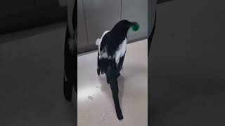 세계최초 도구를 사용하여 몸단장하는 까치 The worlds first Magpie using tools to groom itself shorts [upl. by Novej895]