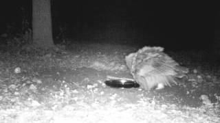 Great Horned Owl puffs itself up to scare away a deer [upl. by Fadil]