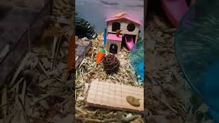 Hamster enclosure  shortsyoutube shortvideo pet hamsterenclosure [upl. by Annotahs378]