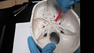 Cranial Nerve Skull Outlets [upl. by Anirbed]