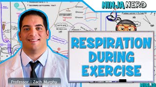 Respiratory  Respiration During Exercise [upl. by Licko]