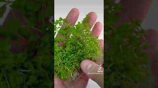 Lysimachia Nummularia Creeping Jenny  Aquarium Plants Factory aquariumplantsfactory reels short [upl. by Lothaire730]