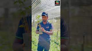 15 ஆயிரம் கறுவா கன்றுகள் ஒரே இடத்தில விற்பனைக்கு reechaorganicfarm cinnamon [upl. by Nnad905]