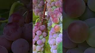 Spring is beautiful and autumn is fruitful the grapes are ripe😋 grape shortsfeed viralshorts [upl. by Eelasor506]