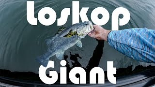 Fishing South Africas Best Dam For Giant Bass  Loskop Dam [upl. by Zsazsa]