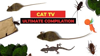 CATS TV  ULTIMATE Games Compilation for CATS amp DOGS Realistic Cat Games Mix  3 HOURS [upl. by Redman]